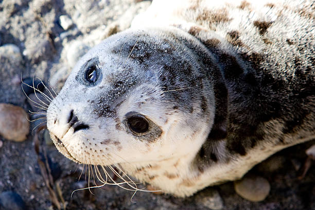 istock cute seal pup close up 172287184