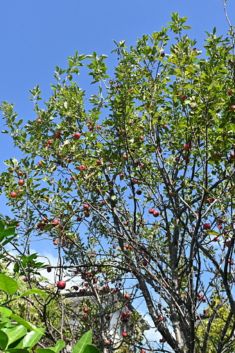 Plum-leaf crabapple / Chinese crabapple ( Malus prunifolia ) fruits. Rosaceae deciduous tree. Even when ripe, the fruit is sour and inedible. Used for bonsai etc.