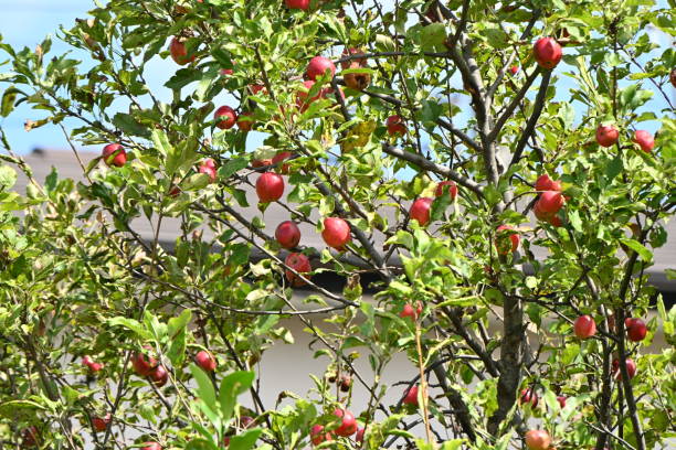 istock Plum-leaf crabapple / Chinese crabapple ( Malus prunifolia ) fruits. Rosaceae deciduous tree. 1722872013
