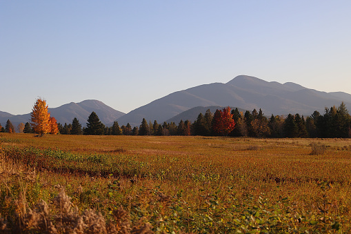This photograph was taken at sunset in the Adirondack mountains.  The photo was taken about twenty minutes before sundown at the entrance of the road to Adirondak Loj, Lake Placid, New York.

The light from the setting sun illuminates a field already yellowed by the autumn season.  A tree in the field appears alit by the sun.  The profile of Algonquin mountain cuts the sky.