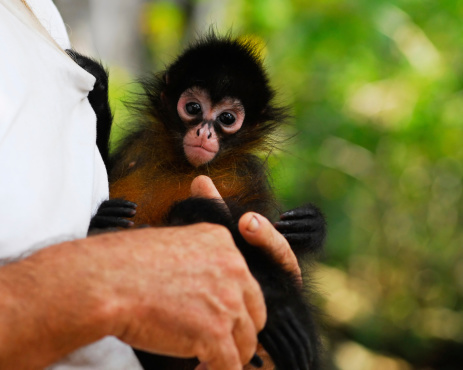 This is a baby spider monkey cared for at an animal rescue center in Costa Rica. Focus is on those incredible eyes.