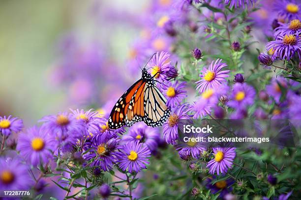 Butterfly - zdjęcia stockowe i więcej obrazów Aster - Aster, Monarcha, Fotografika