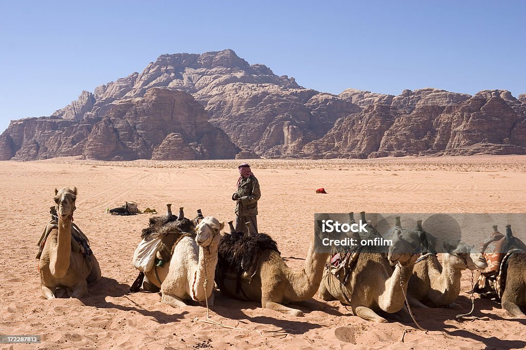 Верблюдов в Вади Рам, Иордания - Стоковые фото Верблюд роялти-фри