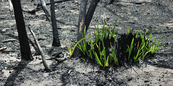 New leaves sprouting from burnt vegetation, following a brush fire or bush fire in the Grampian Mountains, Victoria, Australia.