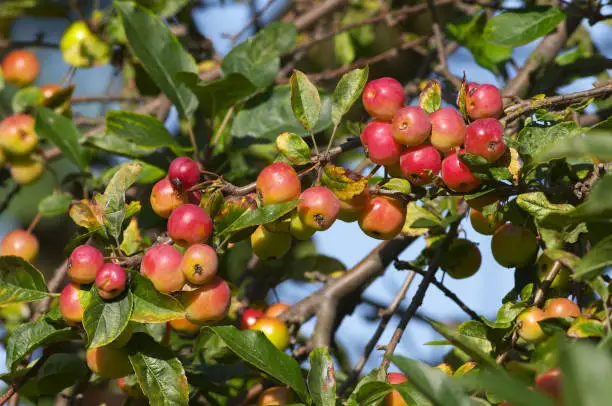 Beautiful colour on these cherry-sized fruits. Crab apples of the variety Malus Red Sentinel. Various kinds of apples growing wild: .