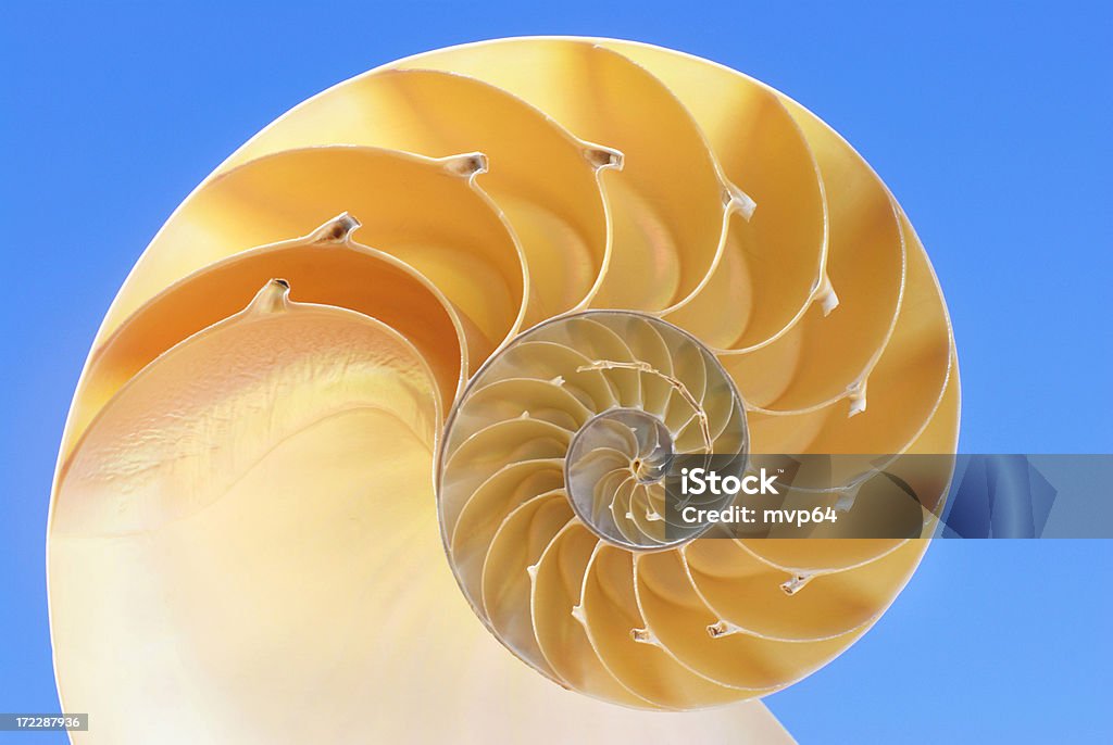 nautilus - Foto de stock de Complexidade royalty-free
