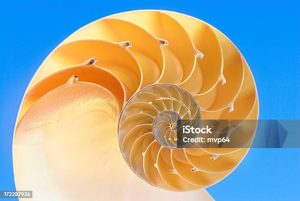 Foto de Nautilus e mais fotos de stock de Complexidade - Complexidade, Corte Transversal, Infinito