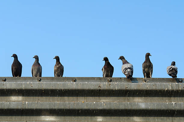 pigeon row stock photo