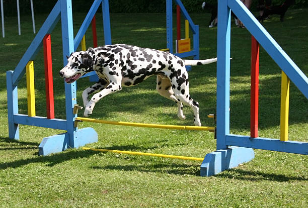 istock dalmatian dog in the air 172288224
