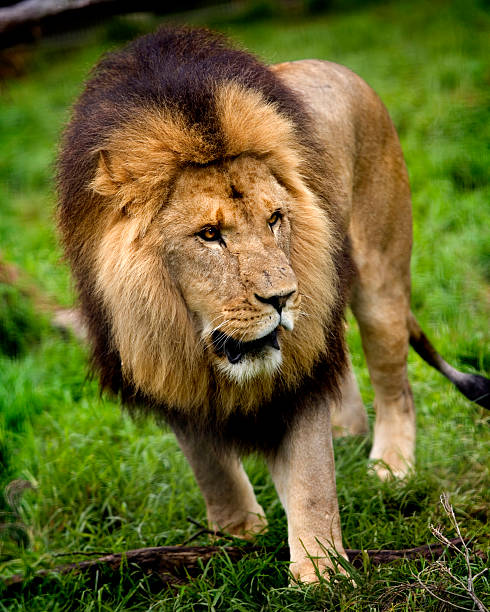 big lion - walking stock photo