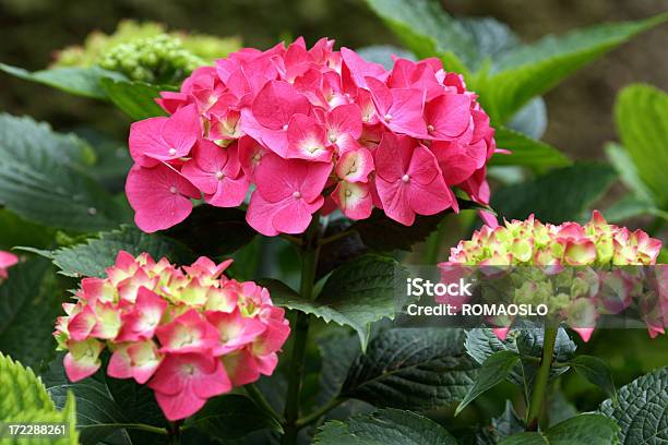 Rosa Hortensie In Italien Stockfoto und mehr Bilder von Hortensie - Hortensie, Rot, Baumblüte