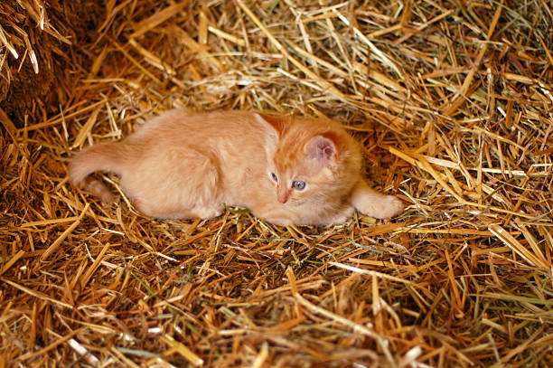 istock Golden kitten sitting in hay 172288394