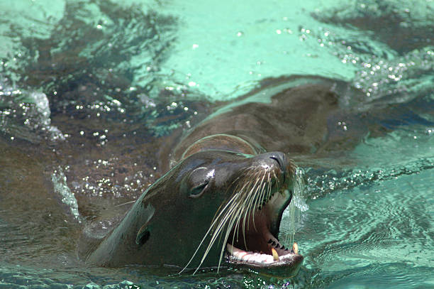 Sea Lion stock photo