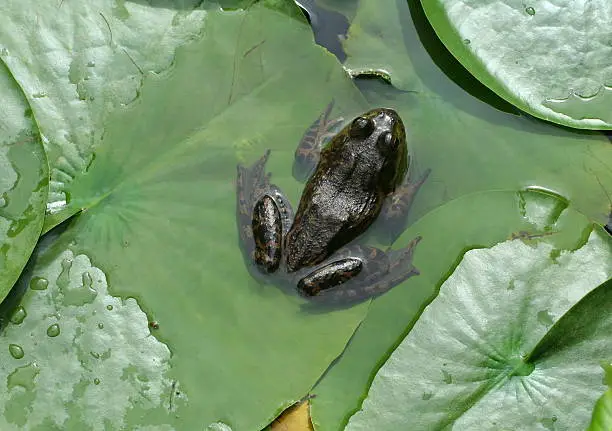 Frog on a lilypad in a watergarden.