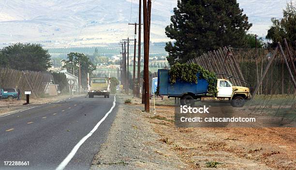 Trucks Full Of Hops Leaving Farm Stock Photo - Download Image Now - Activity, Agricultural Field, Beer - Alcohol