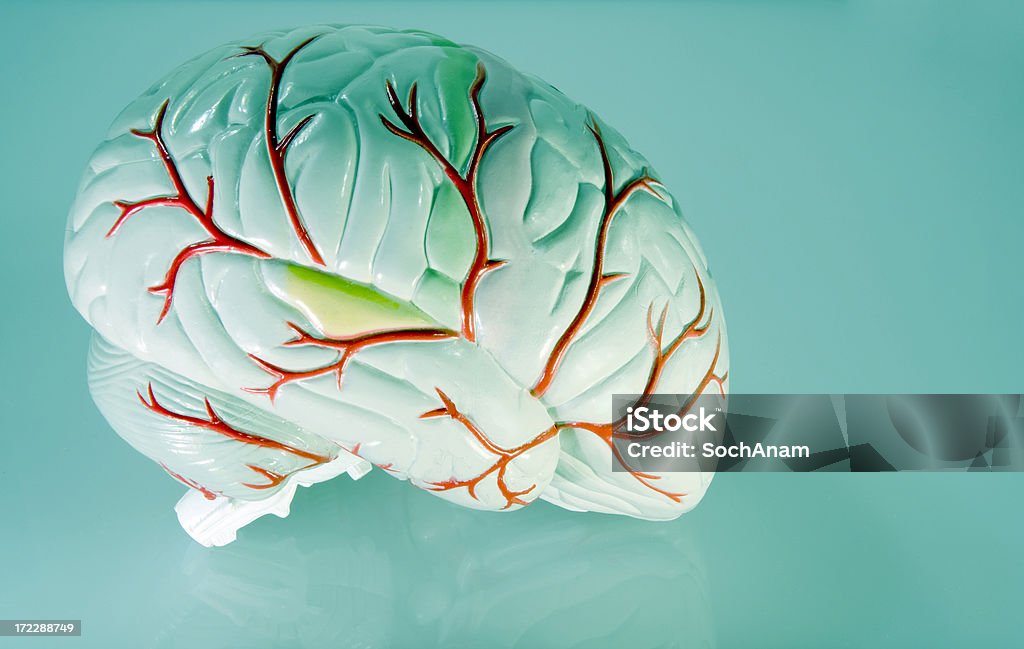 Nela cérebro - Royalty-free Córtex Prefrontal Foto de stock