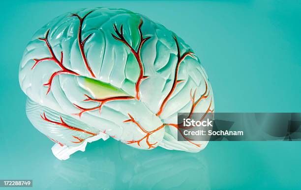 Nela Cérebro - Fotografias de stock e mais imagens de Córtex Prefrontal - Córtex Prefrontal, Anatomia, Assustador