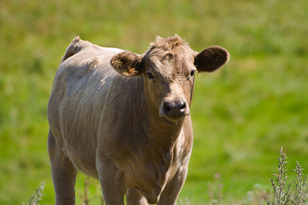 Subject: A Young Jersey cow grazing on the meadow