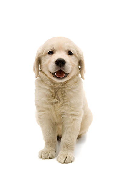 look at me - golden retriever retriever dog smiling стоковые фото и изображения