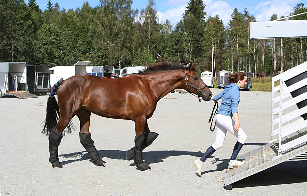 Dressed for horse transport