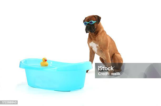 Swimer Con Pato De Juguete Foto de stock y más banco de imágenes de Animal - Animal, Boxer - Perro, Cachorro - Perro