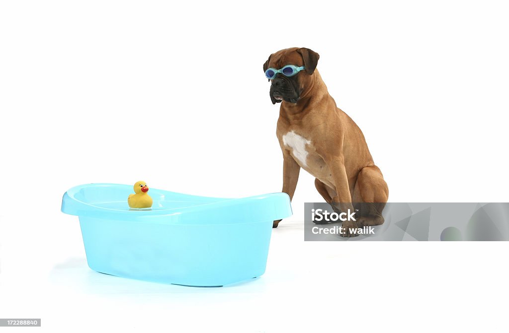 Pato Swimer com Brinquedo - Royalty-free Animal Foto de stock
