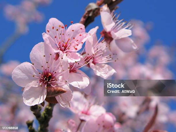 Niebieski Niebo Blossom - zdjęcia stockowe i więcej obrazów Fotografika - Fotografika, Horyzontalny, Kwiat - Roślina