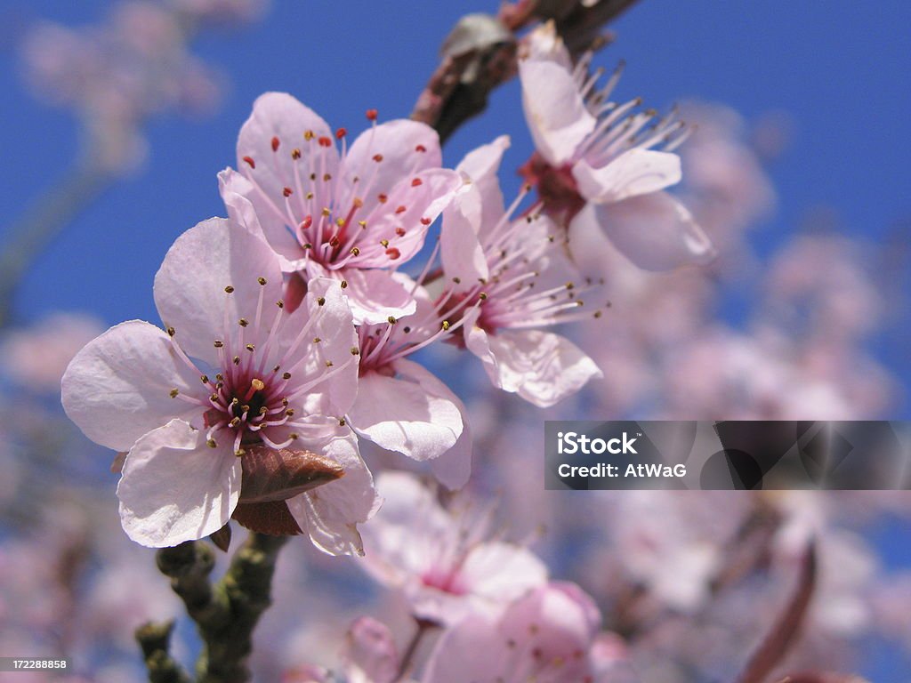 Céu azul Blossom - Foto de stock de Azul royalty-free