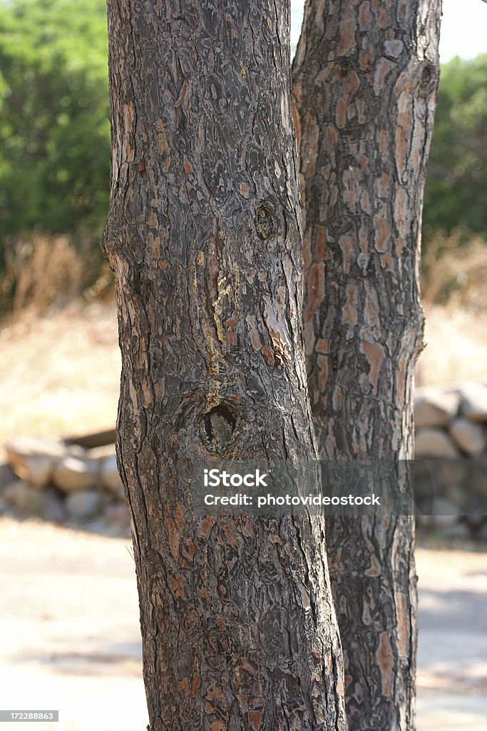 Ramo di pino Parsol Mediterraneo - Foto stock royalty-free di Abete