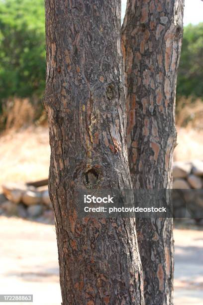 Ramo Di Pino Parsol Mediterraneo - Fotografie stock e altre immagini di Abete - Abete, Albero, Bosco