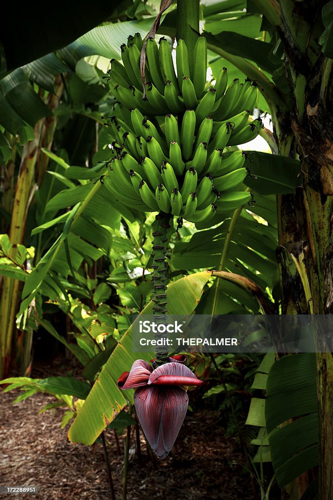 República das bananas - Royalty-free Agricultura Foto de stock