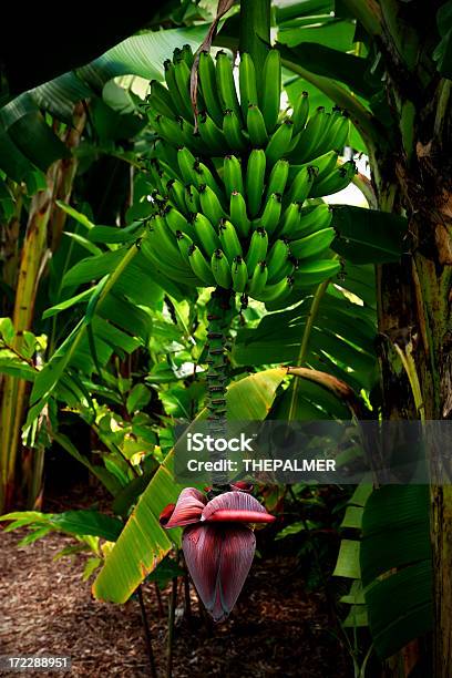 República Das Bananas - Fotografias de stock e mais imagens de Agricultura - Agricultura, Alimentação Não-saudável, Alimentação Saudável