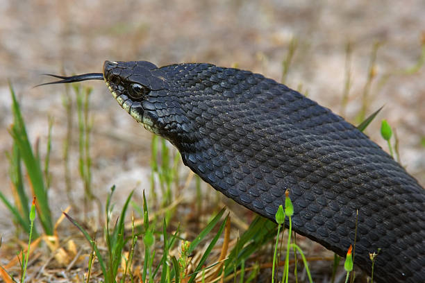 Hog-Nosed Snake stock photo