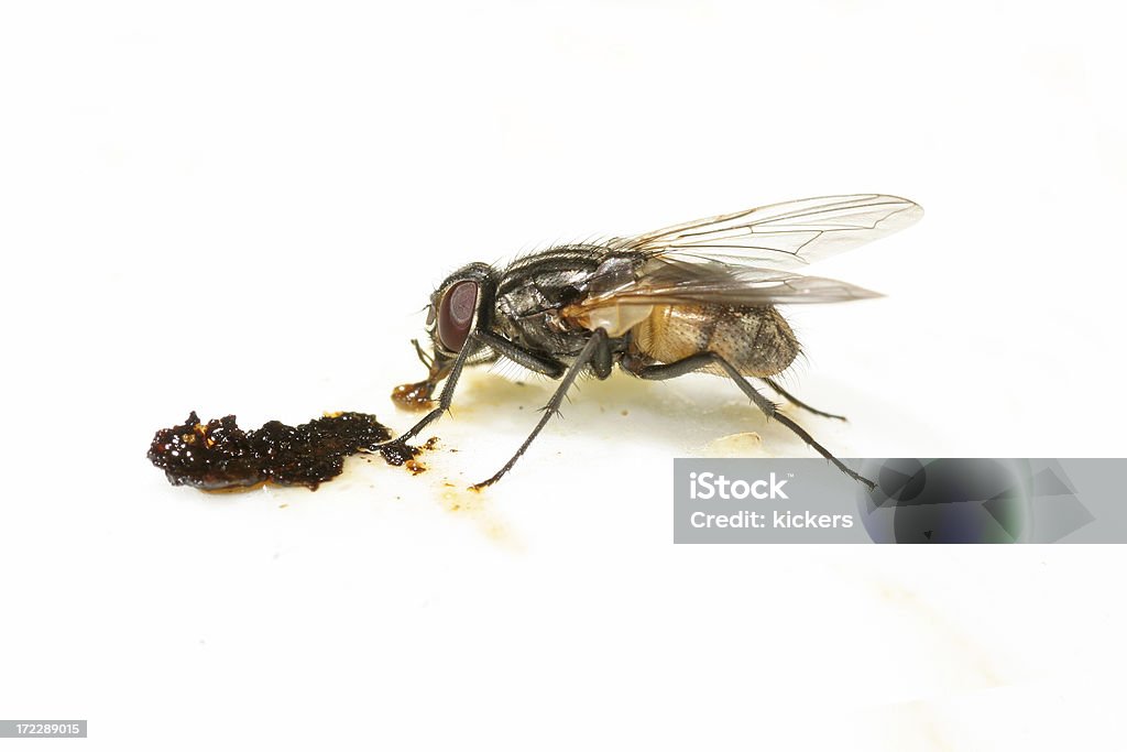 Fly Füttern - Lizenzfrei Fliegen Stock-Foto