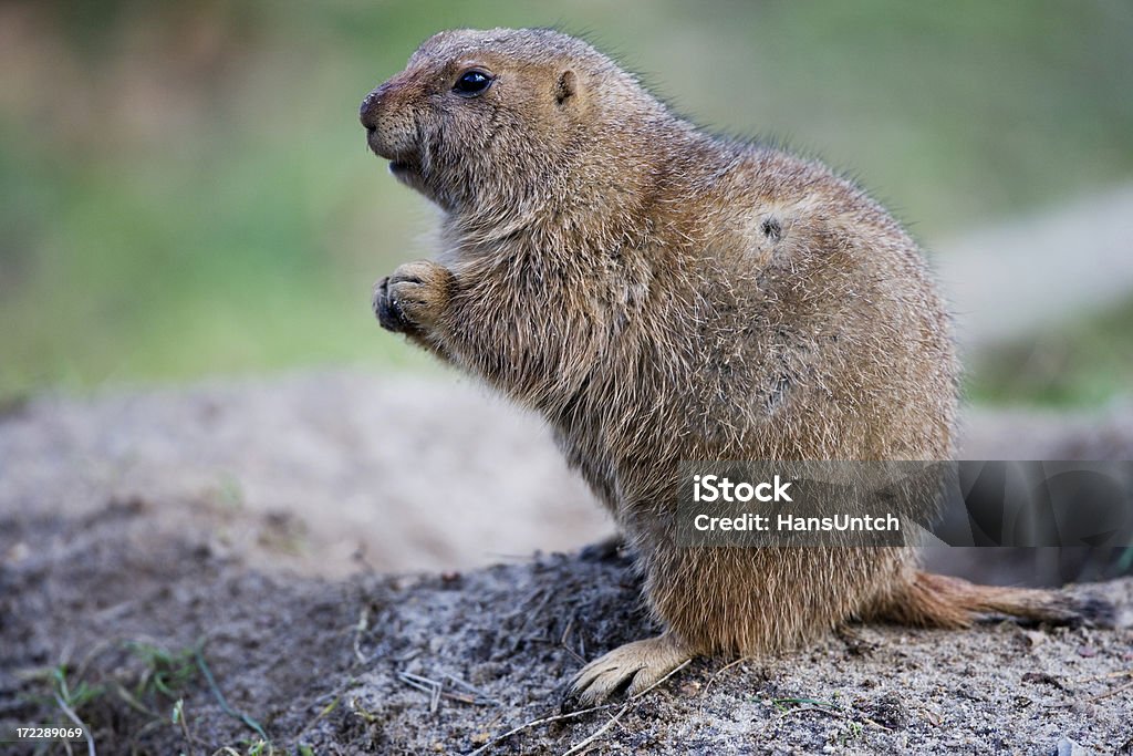 Terra Hog - Foto stock royalty-free di Marmotta americana