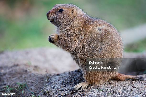 Terra Hog - Fotografie stock e altre immagini di Marmotta americana - Marmotta americana, Foro, Fauna selvatica