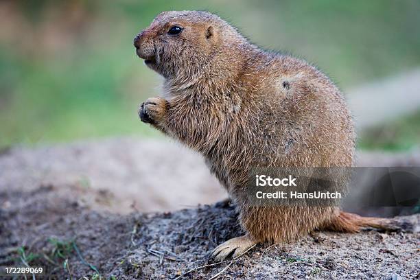 Ground Hog - zdjęcia stockowe i więcej obrazów Świszcz - Świszcz, Dziura, Zwierzęta w naturze