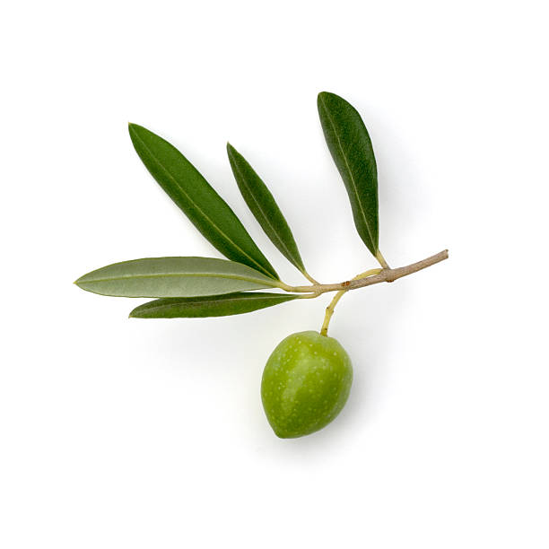 oliva - olive branch fotografías e imágenes de stock