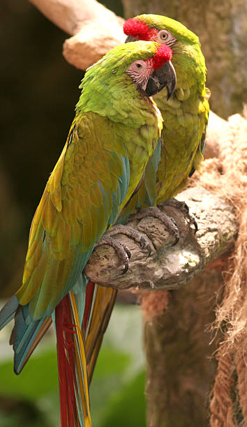 Green McCaws two green mccaws sitting together on a tree branch mccaws stock pictures, royalty-free photos & images