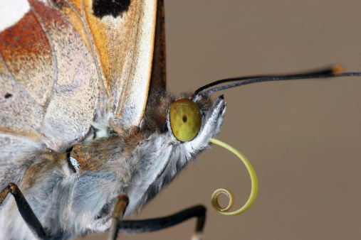Mariposa extreme macro Retrato de photo