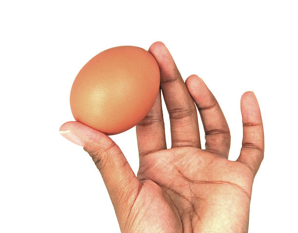 The amazing edible egg stock photo