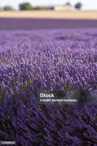 Tappo Lavanda - Fotografie stock e altre immagini di Agricoltura - Agricoltura, Aiuola, Ambientazione esterna