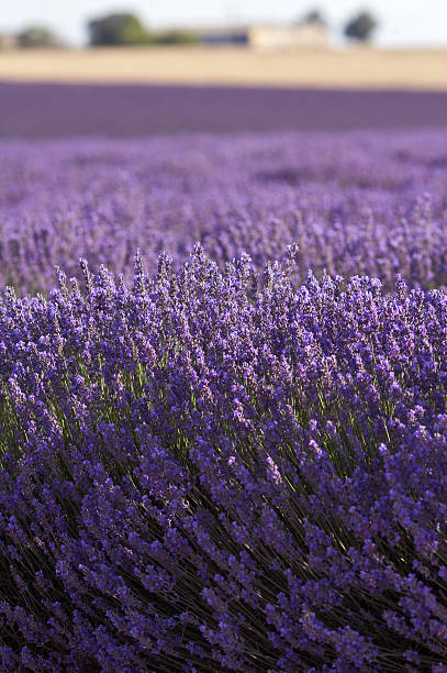 Lavender stock photo
