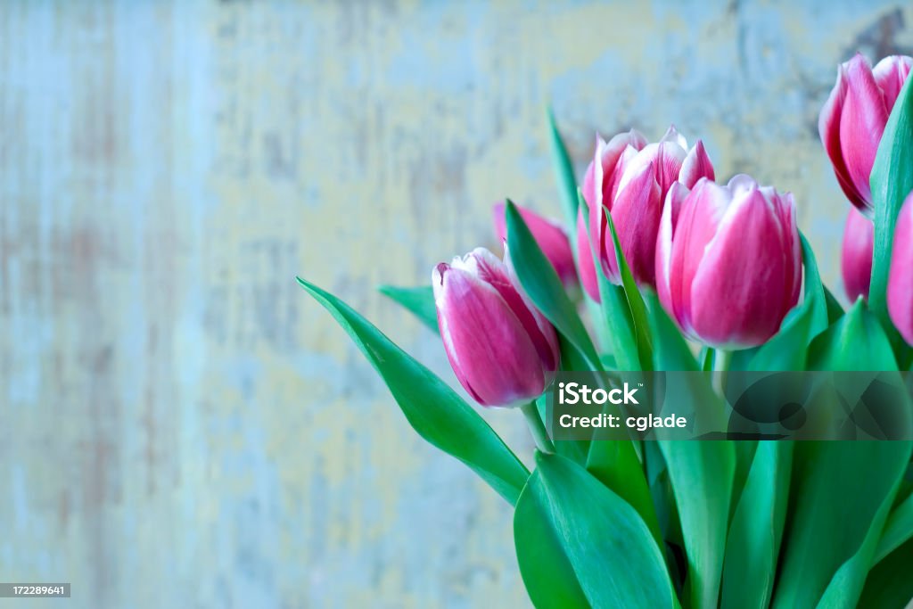 Spring Tulips Lush tulips in front of an old painted wooden background Backgrounds Stock Photo