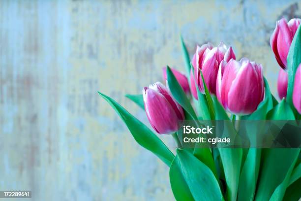 Spring Tulips Stock Photo - Download Image Now - Backgrounds, Beauty, Beauty In Nature