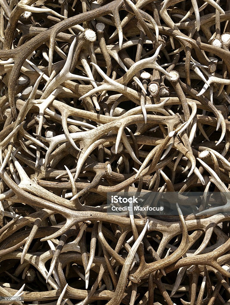 Elk Antlers - Foto stock royalty-free di Animale