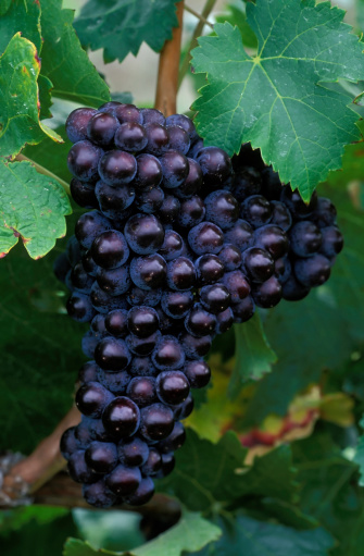 vine ripened cabernet franc grapes ready for harvest