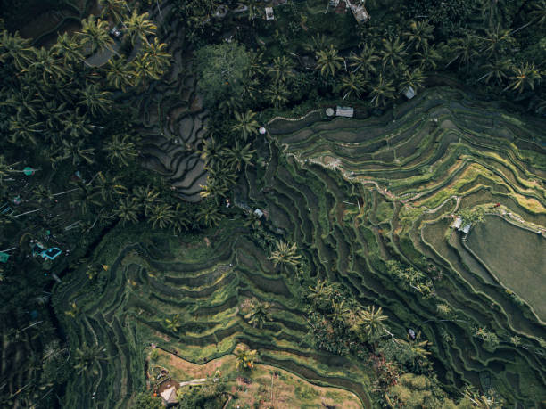 istock Tegallalang Rice Terrace by drone 1722900269