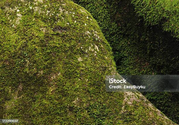 Muschio Su Rocks - Fotografie stock e altre immagini di Muschio - Flora - Muschio - Flora, Roccia, Texture - Descrizione generale