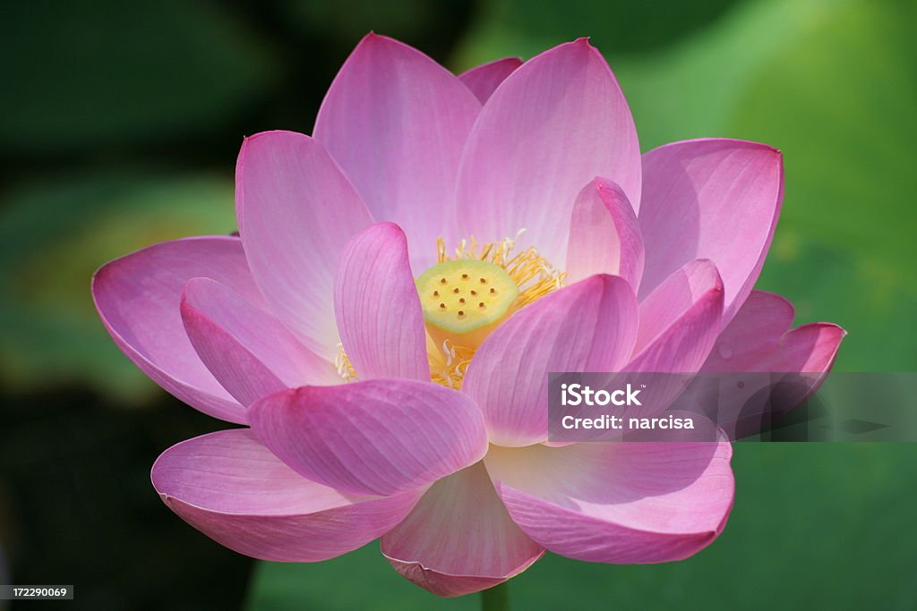 lotus rose-autres dans Ma Galerie - Photo de Beauté libre de droits